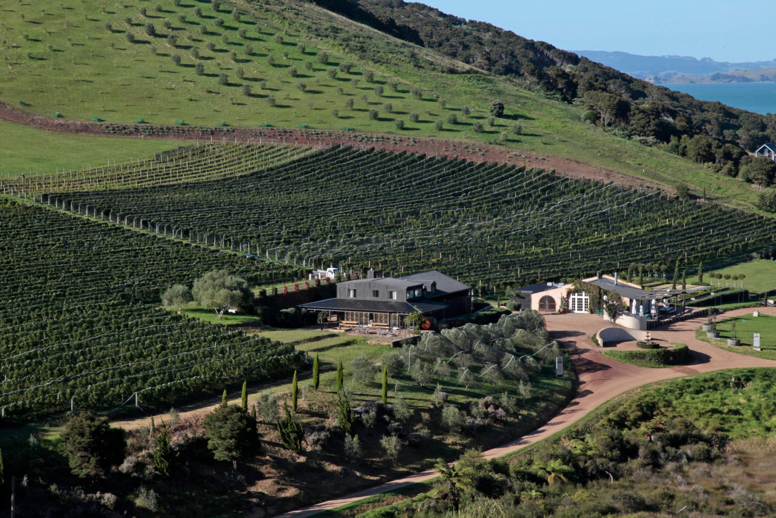 Vineyard on Waiheke Island